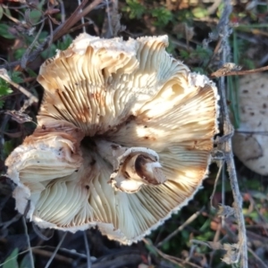 Macrolepiota sp. at Jerrabomberra, ACT - 29 May 2016