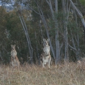 Macropus giganteus at Isaacs Ridge - 25 May 2016 01:52 PM