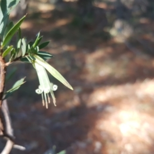 Styphelia triflora at Jerrabomberra, ACT - 29 May 2016 02:15 PM