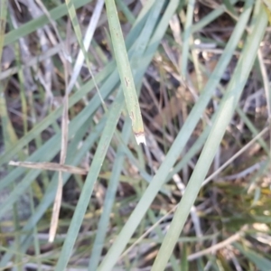 Lomandra longifolia at Jerrabomberra, ACT - 29 May 2016