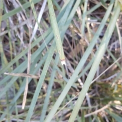 Lomandra longifolia (Spiny-headed Mat-rush, Honey Reed) at Jerrabomberra, ACT - 29 May 2016 by Mike