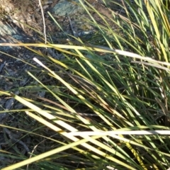 Lomandra longifolia (Spiny-headed Mat-rush, Honey Reed) at Jerrabomberra, ACT - 29 May 2016 by Mike