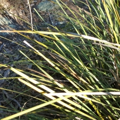 Lomandra longifolia (Spiny-headed Mat-rush, Honey Reed) at Isaacs Ridge and Nearby - 29 May 2016 by Mike