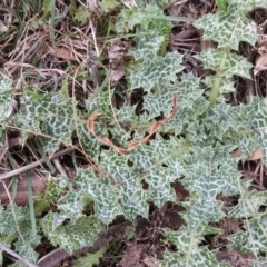 Silybum marianum (Variegated Thistle) at Isaacs Ridge - 25 May 2016 by Mike