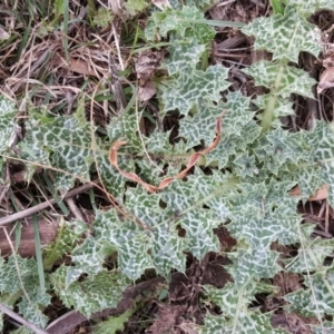 Silybum marianum at Isaacs Ridge - 25 May 2016