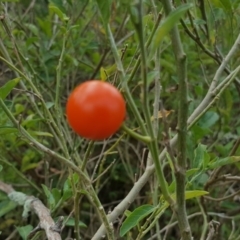 Solanum pseudocapsicum (Jerusalem Cherry, Madeira Cherry) at Isaacs Ridge - 25 May 2016 by Mike