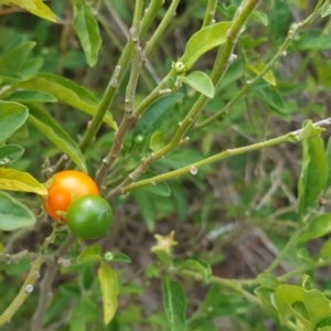 Solanum pseudocapsicum at Isaacs Ridge - 25 May 2016
