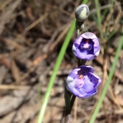 Thelymitra juncifolia (Dotted Sun Orchid) at Aranda, ACT - 24 Oct 2015 by catherine.gilbert