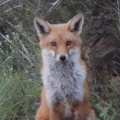 Vulpes vulpes (Red Fox) at Bonython, ACT - 13 Apr 2014 by michaelb