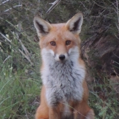 Vulpes vulpes (Red Fox) at Pine Island to Point Hut - 13 Apr 2014 by michaelb