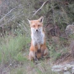 Vulpes vulpes at Bonython, ACT - 13 Apr 2014 06:52 PM