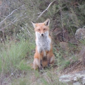 Vulpes vulpes at Bonython, ACT - 13 Apr 2014 06:52 PM