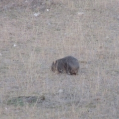 Vombatus ursinus (Common wombat, Bare-nosed Wombat) at Tennent, ACT - 13 Aug 2015 by MichaelBedingfield