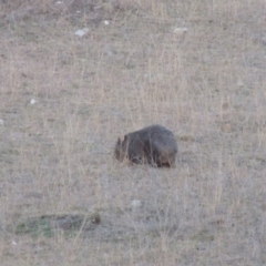 Vombatus ursinus (Common wombat, Bare-nosed Wombat) at Gigerline Nature Reserve - 13 Aug 2015 by michaelb