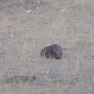 Vombatus ursinus (Common wombat, Bare-nosed Wombat) at Tennent, ACT - 13 Aug 2015 by MichaelBedingfield