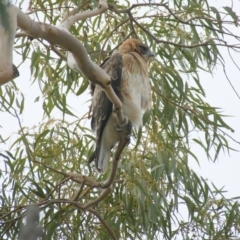 Hieraaetus morphnoides (Little Eagle) at Garran, ACT - 6 Jun 2016 by roymcd