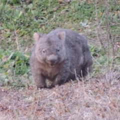 Vombatus ursinus (Common wombat, Bare-nosed Wombat) at Gigerline Nature Reserve - 2 Aug 2014 by michaelb