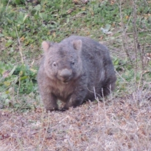 Vombatus ursinus at Tennent, ACT - 2 Aug 2014 06:08 PM