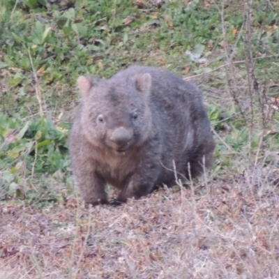 Vombatus ursinus (Common wombat, Bare-nosed Wombat) at Gigerline Nature Reserve - 2 Aug 2014 by michaelb
