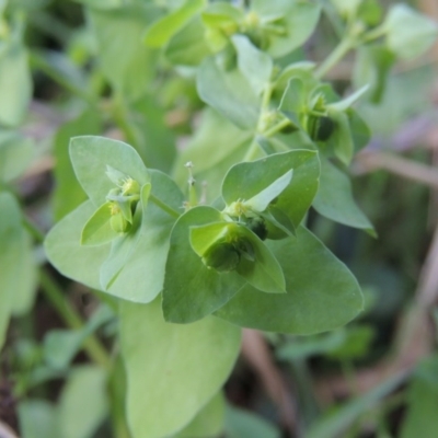 Euphorbia peplus (Petty Spurge) at Kambah Pool - 23 Feb 2016 by michaelb