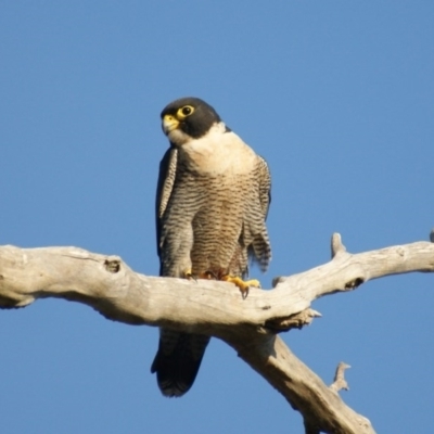 Falco peregrinus (Peregrine Falcon) at Isaacs Ridge - 31 Mar 2016 by roymcd