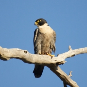 Falco peregrinus at Isaacs Ridge - 31 Mar 2016 05:39 PM