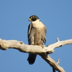 Falco peregrinus at Isaacs Ridge - 31 Mar 2016