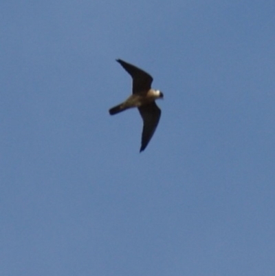 Falco peregrinus (Peregrine Falcon) at Red Hill, ACT - 23 Mar 2016 by roymcd