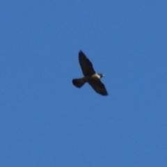 Falco peregrinus at Red Hill, ACT - 23 Mar 2016