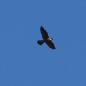 Falco peregrinus at Red Hill, ACT - 23 Mar 2016 02:36 PM