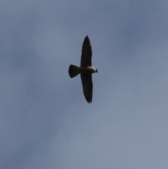 Falco peregrinus at Red Hill, ACT - 23 Mar 2016 02:36 PM