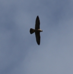 Falco peregrinus at Red Hill, ACT - 23 Mar 2016