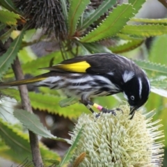 Phylidonyris novaehollandiae (New Holland Honeyeater) at Acton, ACT - 2 Jun 2016 by roymcd