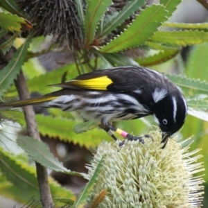 Phylidonyris novaehollandiae at Acton, ACT - 2 Jun 2016