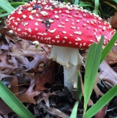 Amanita muscaria (Fly Agaric) at Forrest, ACT - 6 Jun 2016 by AaronClausen