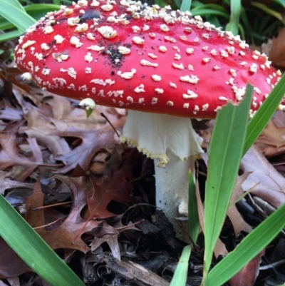 Amanita muscaria (Fly Agaric) at Forrest, ACT - 6 Jun 2016 by AaronClausen