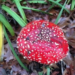 Amanita muscaria at Forrest, ACT - 6 Jun 2016