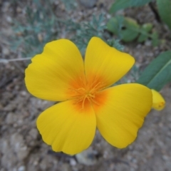 Eschscholzia californica (California Poppy) at Kambah Pool - 23 Feb 2016 by MichaelBedingfield
