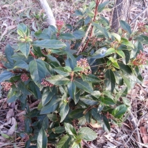 Viburnum tinus at Hackett, ACT - 6 Jun 2016