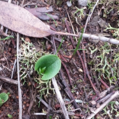 Corysanthes incurva (Slaty Helmet Orchid) at Canberra Central, ACT - 8 Jun 2016 by MattM