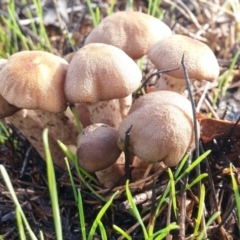 zz agaric (stem; gills white/cream) at Hall Cemetery - 6 Jun 2016 by NickWilson