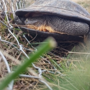 Chelodina longicollis at Gungahlin, ACT - 8 Jun 2016 11:39 AM