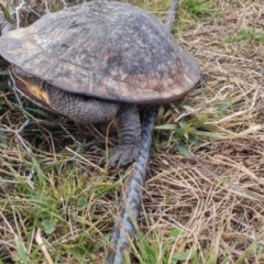 Chelodina longicollis at Gungahlin, ACT - 8 Jun 2016 11:39 AM