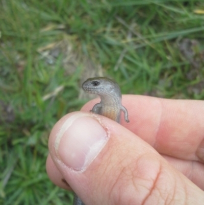 Hemiergis talbingoensis (Eastern Three-toed Earless Skink) at Mitchell, ACT - 21 Oct 2014 by JoshMulvaney