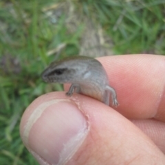 Hemiergis talbingoensis at Mitchell, ACT - 21 Oct 2014 02:38 PM