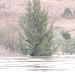 Casuarina cunninghamiana subsp. cunninghamiana at Gordon, ACT - 6 Jun 2016