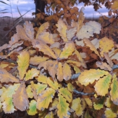 Quercus robur at Gordon, ACT - 6 Jun 2016 06:33 PM