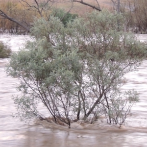 Acacia dealbata at Gordon, ACT - 6 Jun 2016