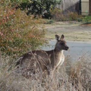 Macropus giganteus at Conder, ACT - 2 Jun 2016