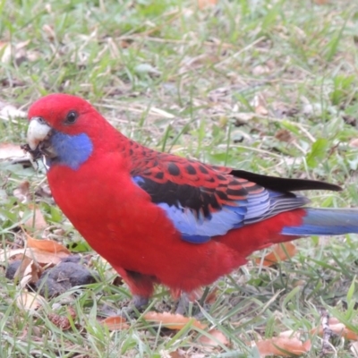 Platycercus elegans (Crimson Rosella) at Pollinator-friendly garden Conder - 28 May 2016 by michaelb